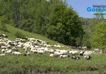 FILM: Miysanie owiec w Ochotnicy Górnej