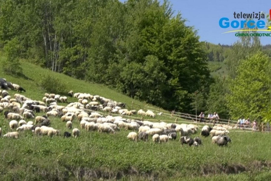 FILM: Miysanie owiec w Ochotnicy Górnej